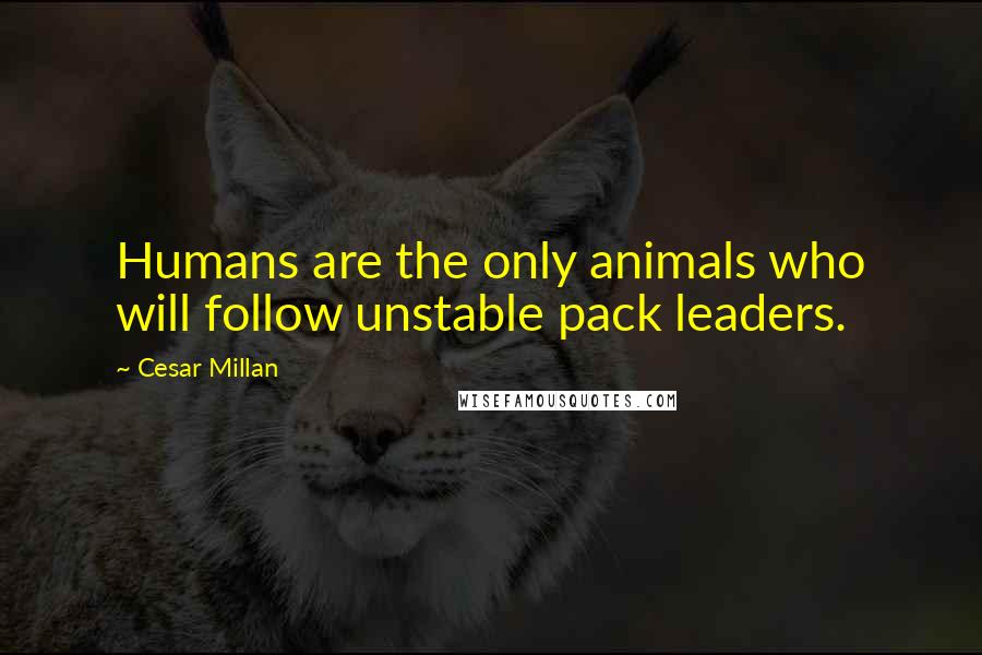 Cesar Millan Quotes: Humans are the only animals who will follow unstable pack leaders.