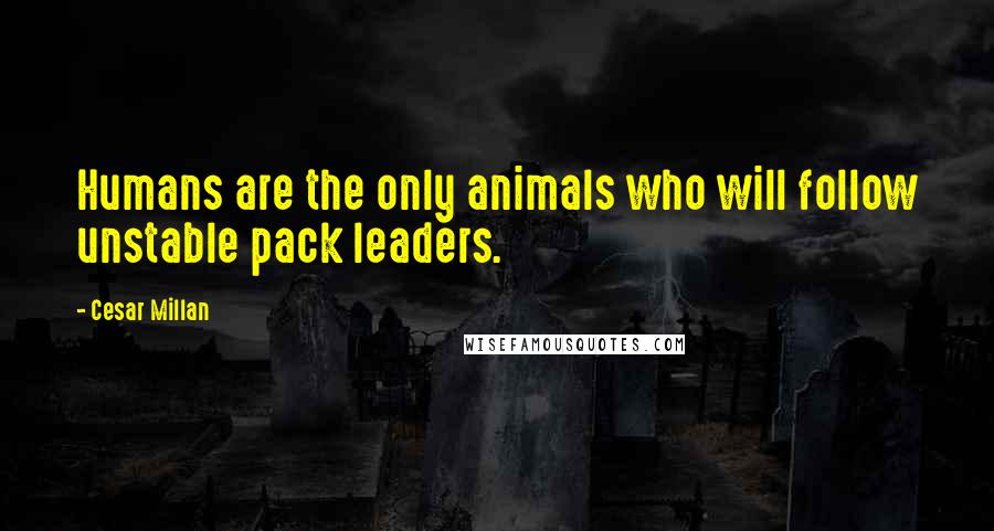 Cesar Millan Quotes: Humans are the only animals who will follow unstable pack leaders.