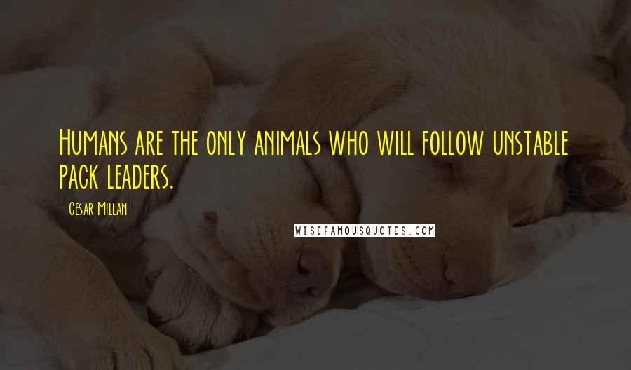 Cesar Millan Quotes: Humans are the only animals who will follow unstable pack leaders.