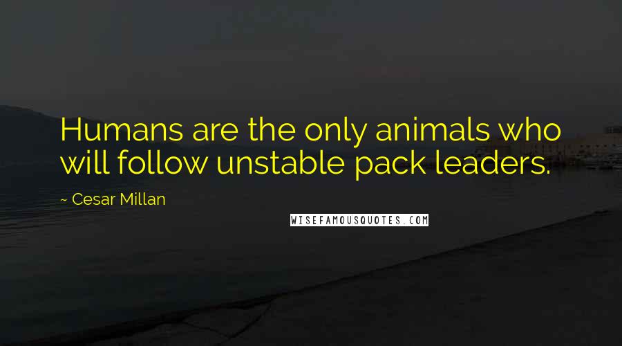 Cesar Millan Quotes: Humans are the only animals who will follow unstable pack leaders.