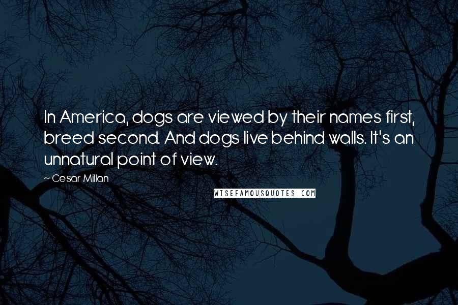 Cesar Millan Quotes: In America, dogs are viewed by their names first, breed second. And dogs live behind walls. It's an unnatural point of view.