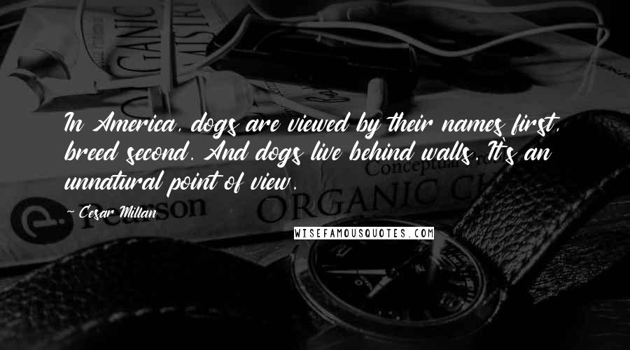 Cesar Millan Quotes: In America, dogs are viewed by their names first, breed second. And dogs live behind walls. It's an unnatural point of view.