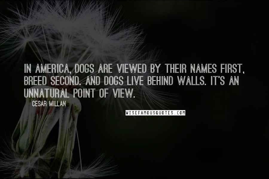 Cesar Millan Quotes: In America, dogs are viewed by their names first, breed second. And dogs live behind walls. It's an unnatural point of view.