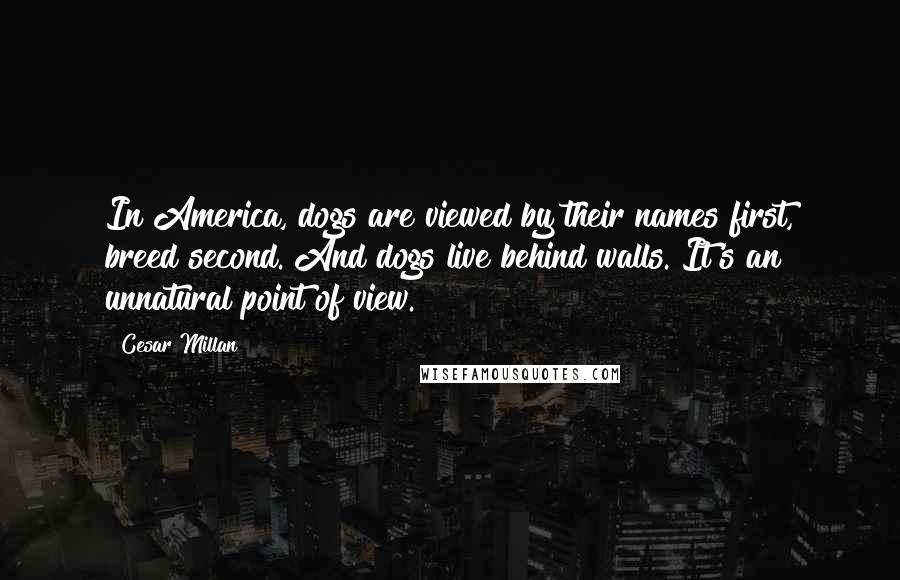 Cesar Millan Quotes: In America, dogs are viewed by their names first, breed second. And dogs live behind walls. It's an unnatural point of view.