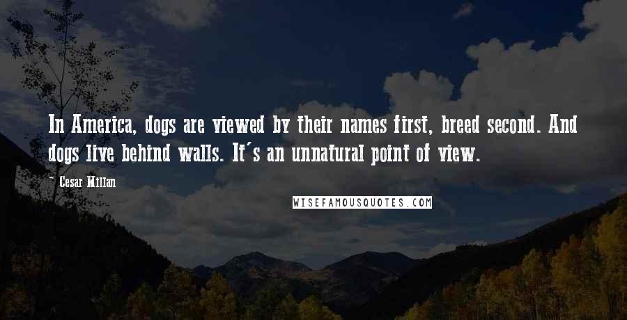 Cesar Millan Quotes: In America, dogs are viewed by their names first, breed second. And dogs live behind walls. It's an unnatural point of view.