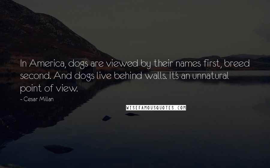 Cesar Millan Quotes: In America, dogs are viewed by their names first, breed second. And dogs live behind walls. It's an unnatural point of view.