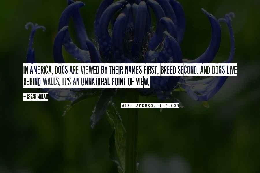 Cesar Millan Quotes: In America, dogs are viewed by their names first, breed second. And dogs live behind walls. It's an unnatural point of view.