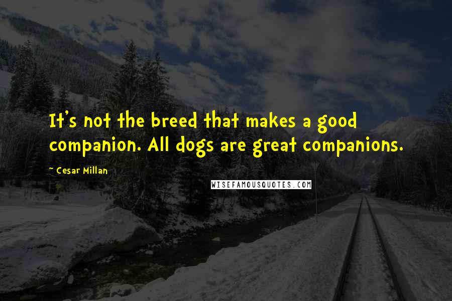 Cesar Millan Quotes: It's not the breed that makes a good companion. All dogs are great companions.