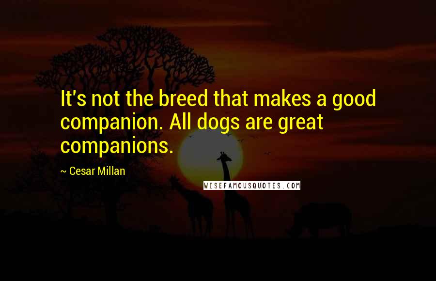 Cesar Millan Quotes: It's not the breed that makes a good companion. All dogs are great companions.