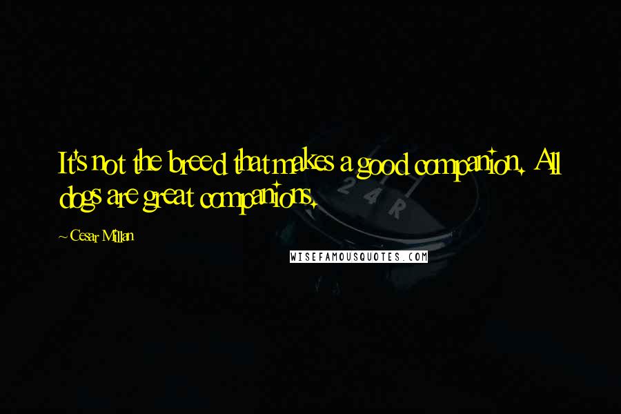 Cesar Millan Quotes: It's not the breed that makes a good companion. All dogs are great companions.