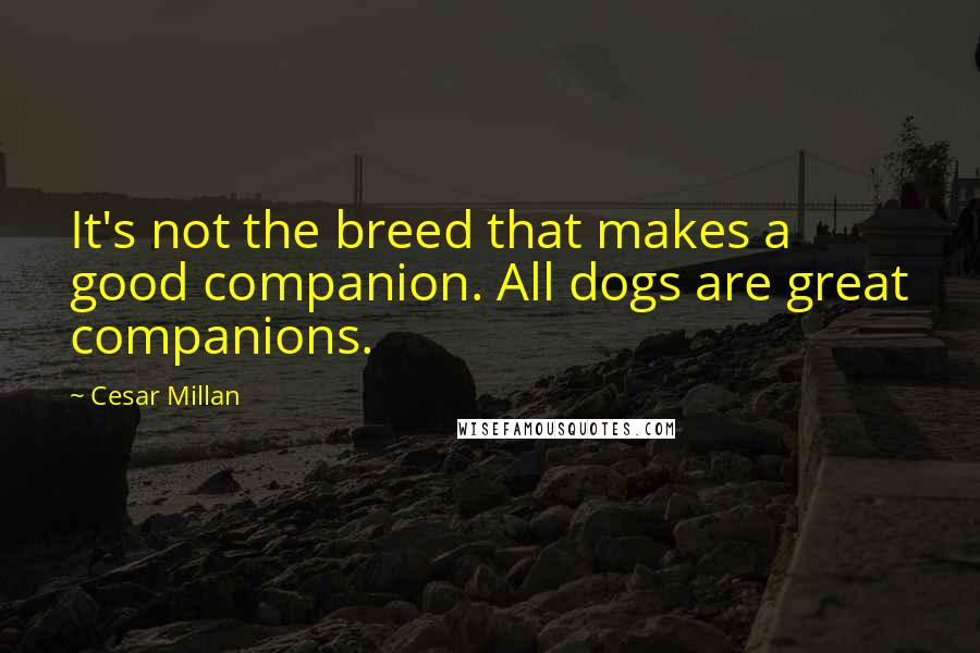 Cesar Millan Quotes: It's not the breed that makes a good companion. All dogs are great companions.