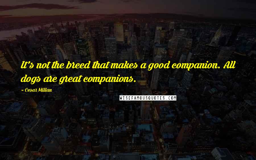 Cesar Millan Quotes: It's not the breed that makes a good companion. All dogs are great companions.