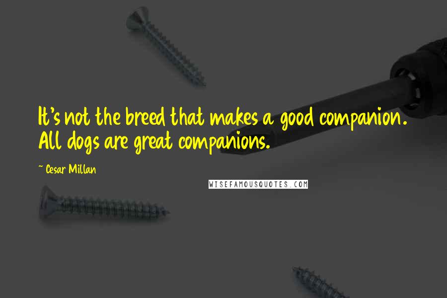 Cesar Millan Quotes: It's not the breed that makes a good companion. All dogs are great companions.
