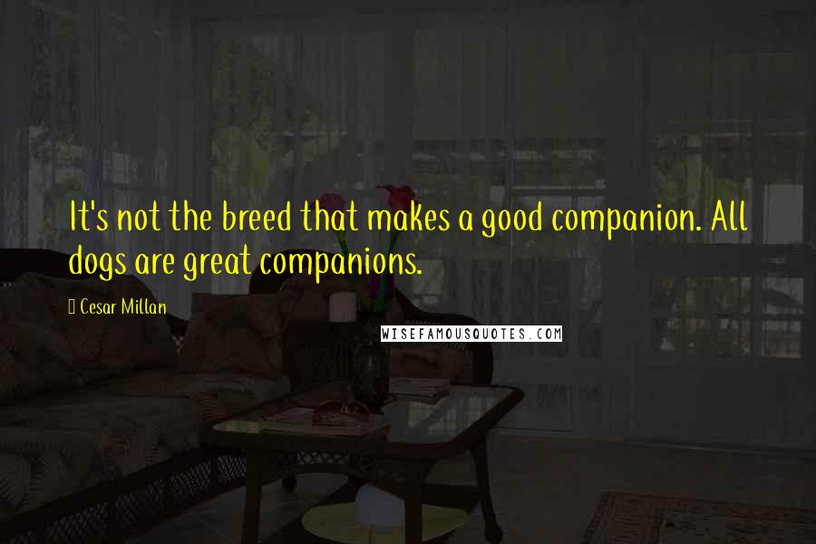 Cesar Millan Quotes: It's not the breed that makes a good companion. All dogs are great companions.