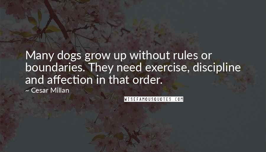 Cesar Millan Quotes: Many dogs grow up without rules or boundaries. They need exercise, discipline and affection in that order.