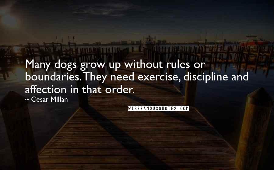 Cesar Millan Quotes: Many dogs grow up without rules or boundaries. They need exercise, discipline and affection in that order.