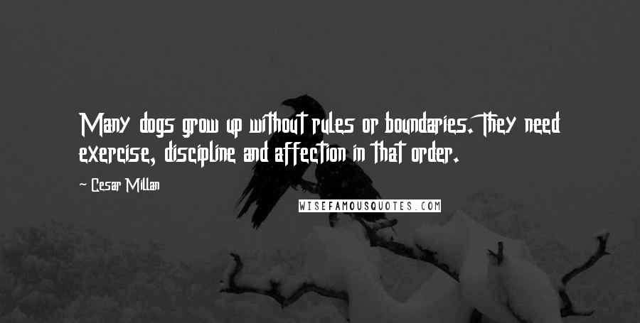 Cesar Millan Quotes: Many dogs grow up without rules or boundaries. They need exercise, discipline and affection in that order.