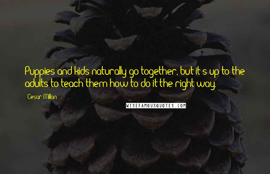 Cesar Millan Quotes: Puppies and kids naturally go together, but it's up to the adults to teach them how to do it the right way.