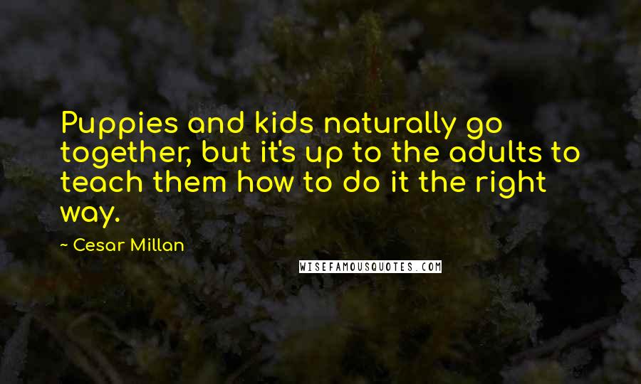 Cesar Millan Quotes: Puppies and kids naturally go together, but it's up to the adults to teach them how to do it the right way.