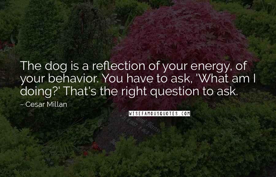 Cesar Millan Quotes: The dog is a reflection of your energy, of your behavior. You have to ask, 'What am I doing?' That's the right question to ask.