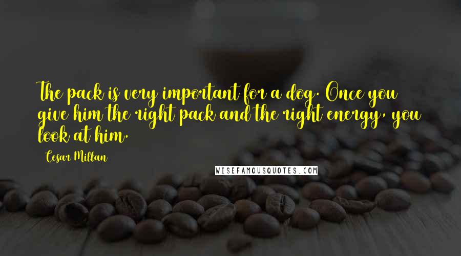 Cesar Millan Quotes: The pack is very important for a dog. Once you give him the right pack and the right energy, you look at him.