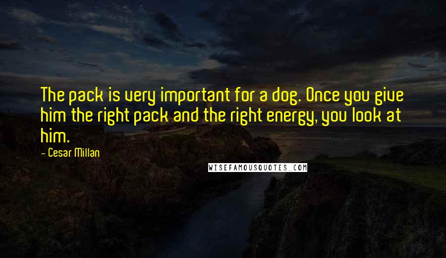 Cesar Millan Quotes: The pack is very important for a dog. Once you give him the right pack and the right energy, you look at him.