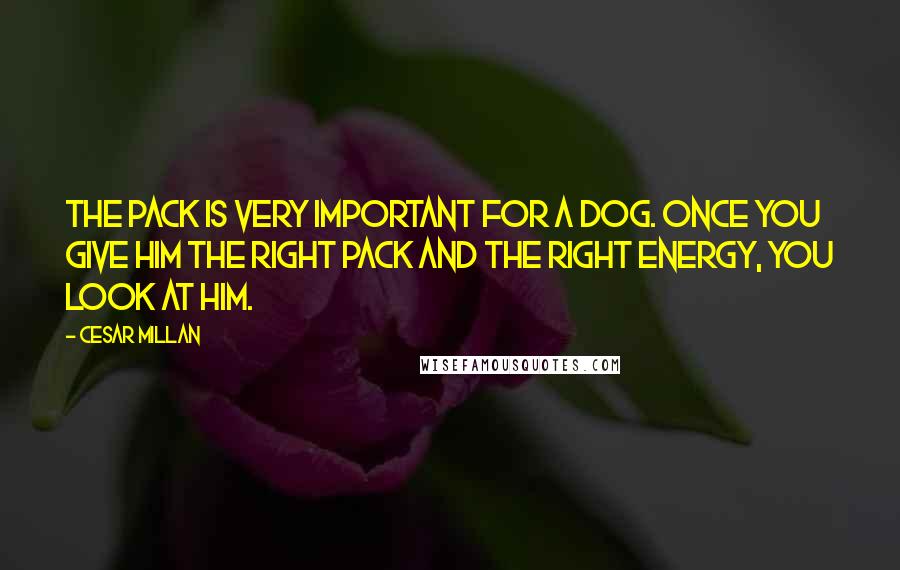 Cesar Millan Quotes: The pack is very important for a dog. Once you give him the right pack and the right energy, you look at him.