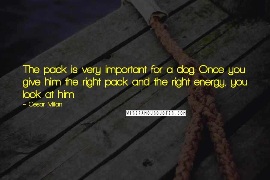 Cesar Millan Quotes: The pack is very important for a dog. Once you give him the right pack and the right energy, you look at him.