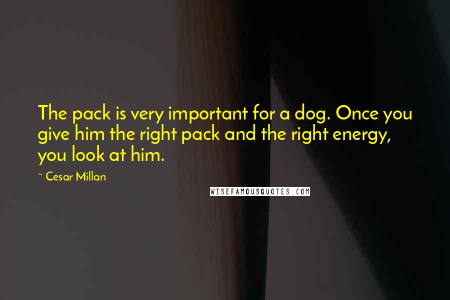 Cesar Millan Quotes: The pack is very important for a dog. Once you give him the right pack and the right energy, you look at him.