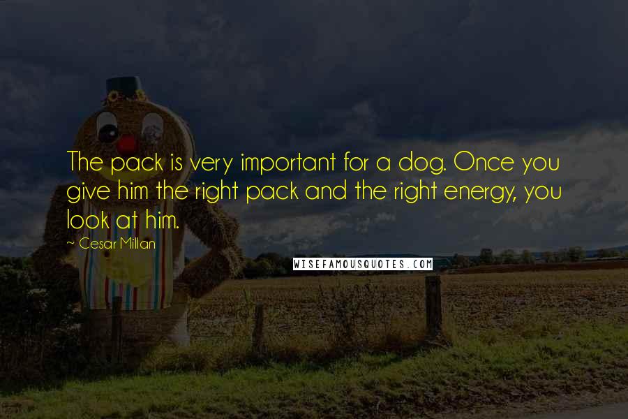 Cesar Millan Quotes: The pack is very important for a dog. Once you give him the right pack and the right energy, you look at him.