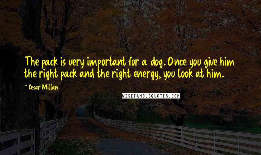 Cesar Millan Quotes: The pack is very important for a dog. Once you give him the right pack and the right energy, you look at him.