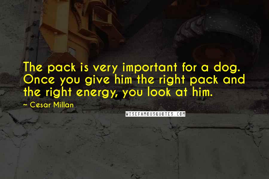 Cesar Millan Quotes: The pack is very important for a dog. Once you give him the right pack and the right energy, you look at him.