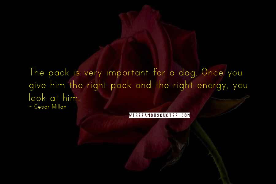 Cesar Millan Quotes: The pack is very important for a dog. Once you give him the right pack and the right energy, you look at him.