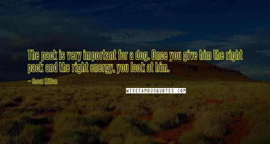 Cesar Millan Quotes: The pack is very important for a dog. Once you give him the right pack and the right energy, you look at him.