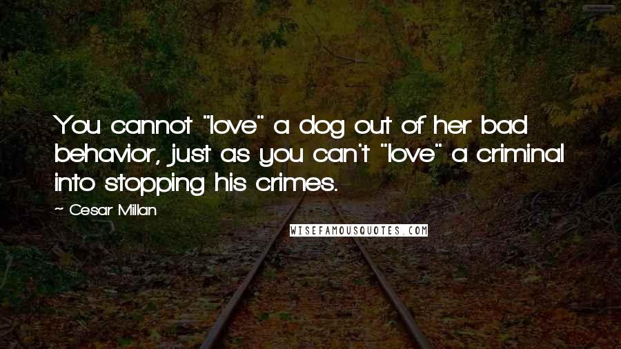 Cesar Millan Quotes: You cannot "love" a dog out of her bad behavior, just as you can't "love" a criminal into stopping his crimes.