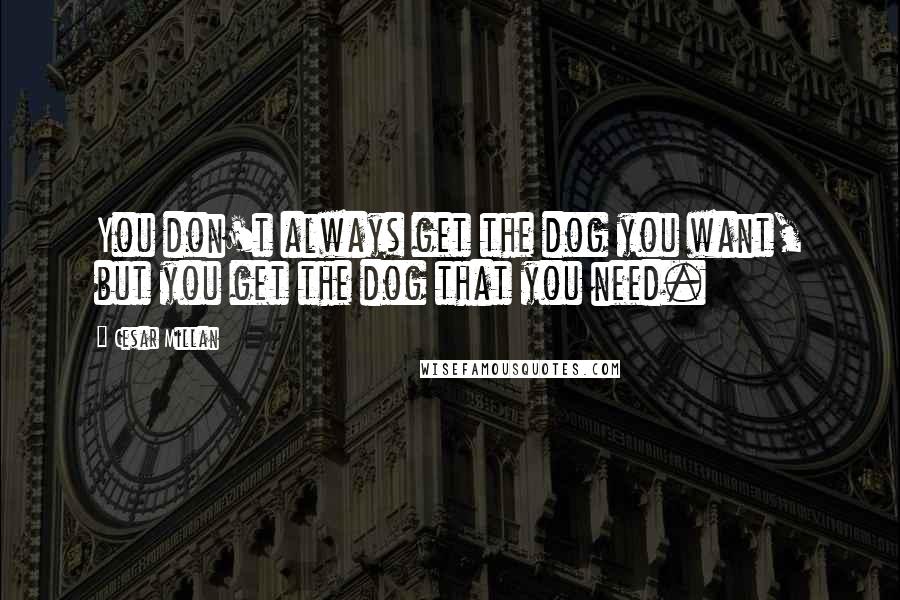 Cesar Millan Quotes: You don't always get the dog you want, but you get the dog that you need.