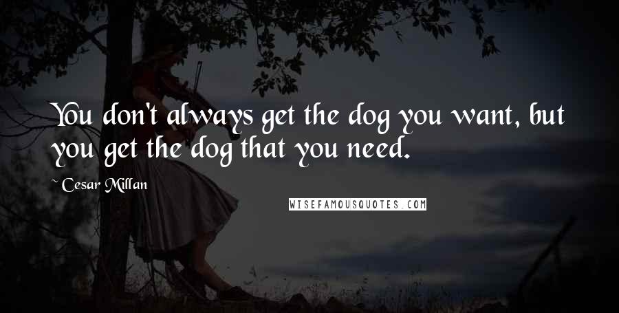 Cesar Millan Quotes: You don't always get the dog you want, but you get the dog that you need.