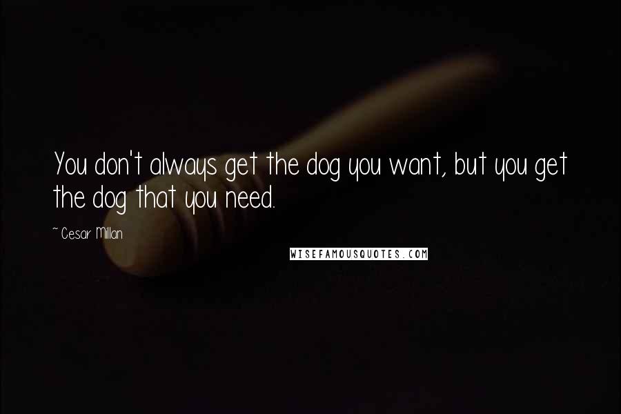 Cesar Millan Quotes: You don't always get the dog you want, but you get the dog that you need.