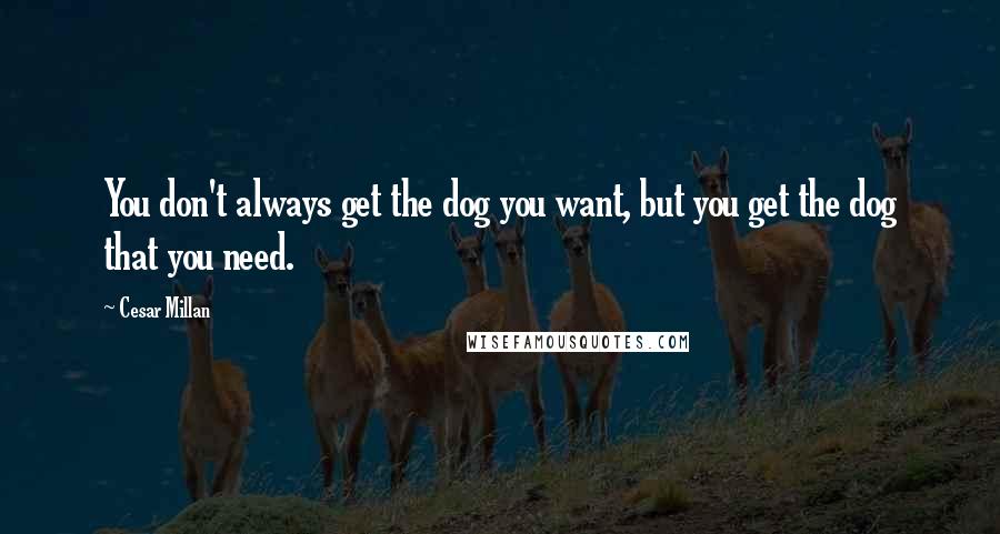 Cesar Millan Quotes: You don't always get the dog you want, but you get the dog that you need.