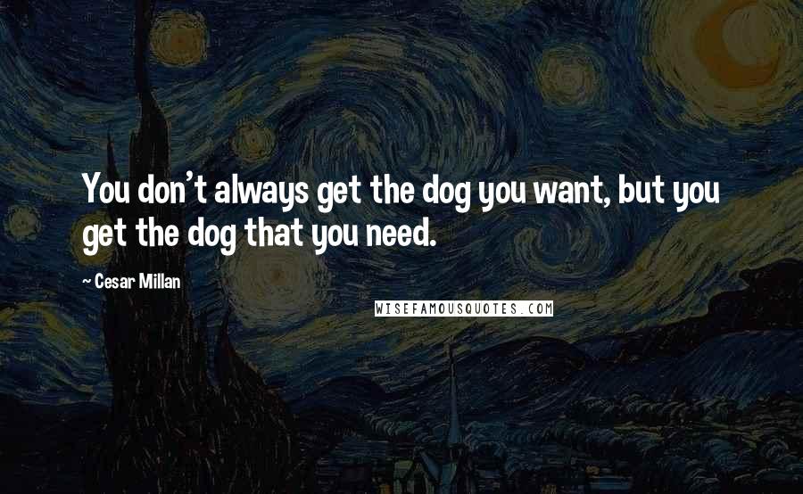 Cesar Millan Quotes: You don't always get the dog you want, but you get the dog that you need.