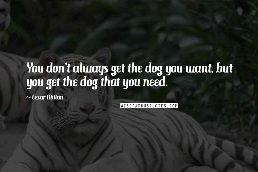 Cesar Millan Quotes: You don't always get the dog you want, but you get the dog that you need.