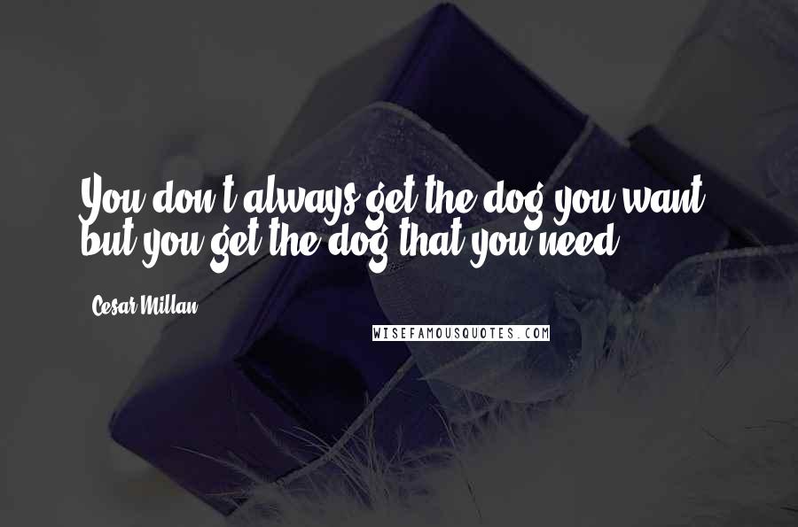 Cesar Millan Quotes: You don't always get the dog you want, but you get the dog that you need.