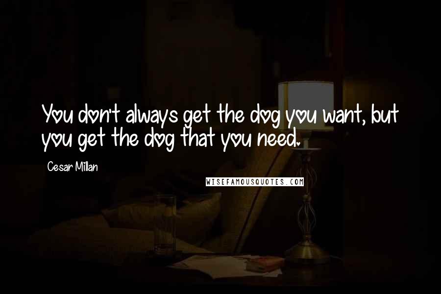 Cesar Millan Quotes: You don't always get the dog you want, but you get the dog that you need.