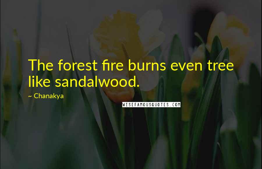 Chanakya Quotes: The forest fire burns even tree like sandalwood.