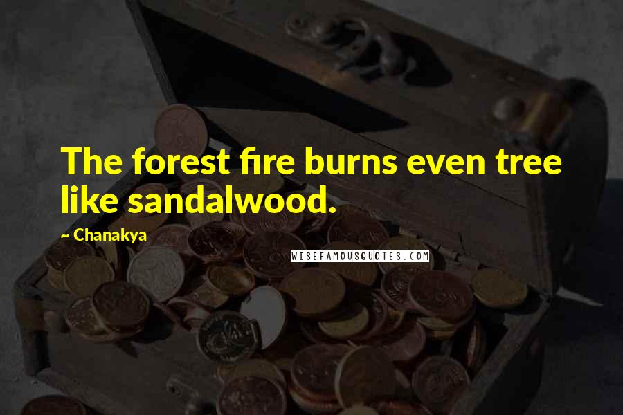 Chanakya Quotes: The forest fire burns even tree like sandalwood.