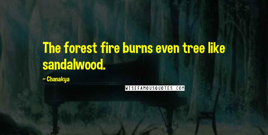 Chanakya Quotes: The forest fire burns even tree like sandalwood.