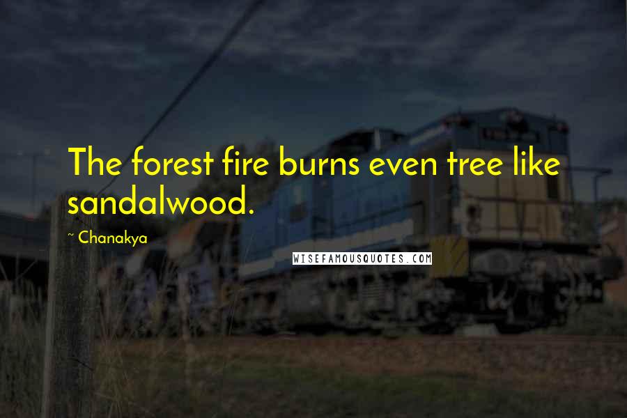 Chanakya Quotes: The forest fire burns even tree like sandalwood.