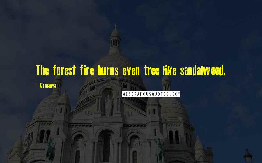 Chanakya Quotes: The forest fire burns even tree like sandalwood.