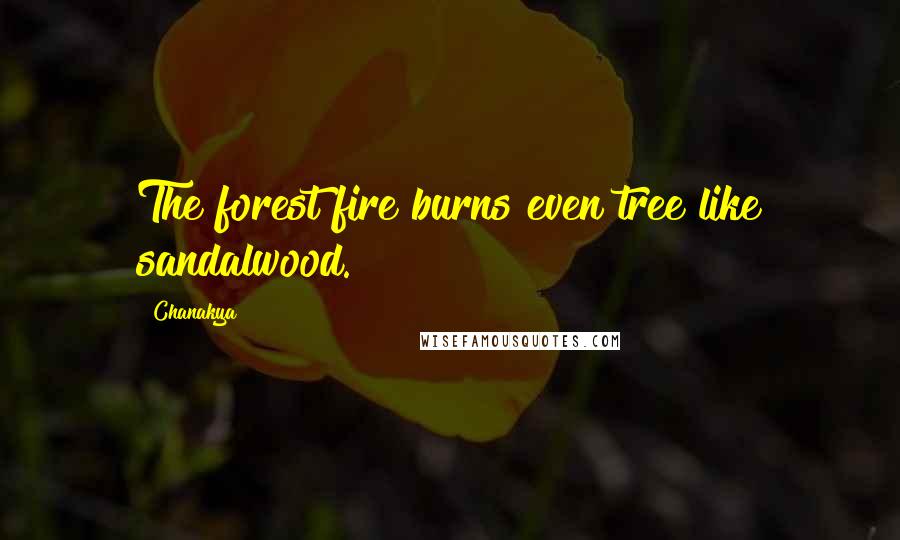 Chanakya Quotes: The forest fire burns even tree like sandalwood.