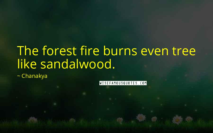 Chanakya Quotes: The forest fire burns even tree like sandalwood.